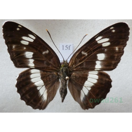Limenitis camilla (Linnaeus, 1764) Pokłonnik kamilla Czech15f